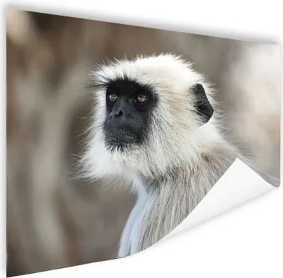 Produktbild von MuchoWow® Poster Affen - Natur - Tiere 120x90 cm - Wandbild