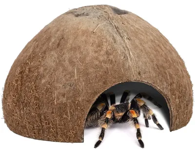 Image de Lot de 2 cachettes en noix de coco pour reptiles et poissons | Diamètre d'environ 5 pouces