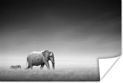 Produktbild von MuchoWow® Poster Elefant - Tiere - Landschaft - Schwarz und weiß - Zebra 120x80 cm - Bilder