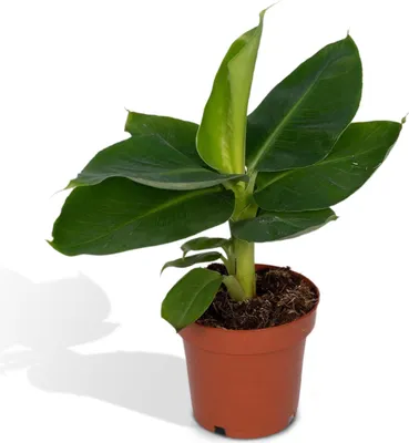 Produktbild von Meergroothandel Musa Orientalischer Zwerg - 25 cm, ø12 cm