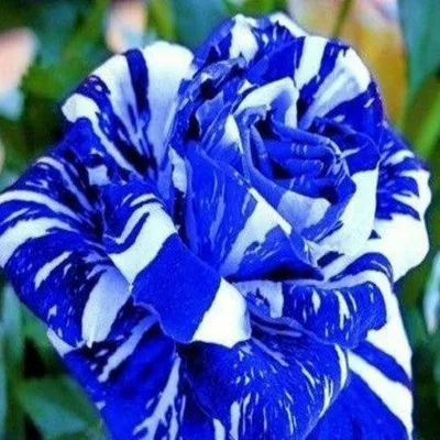 Immagine prodotto di 50 pezzi di semi di fiori di rosa rari - pianta ornamentale esclusiva per il giardino e la decorazione