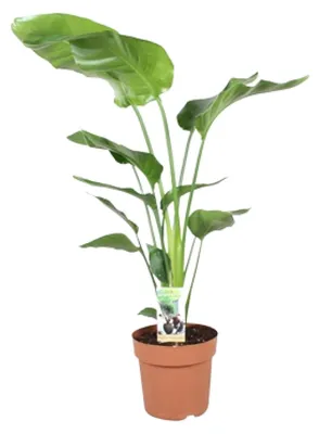 Immagine prodotto di Strelitzia Nicolai - 80-90cm - Ø21cm - Pianta d'appartamento - Sempreverde