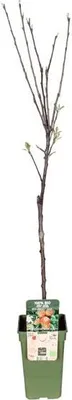 Obrázok produktu pre Jabloň Elstar – jesenné jablko, Malus domestica, priemer 19 cm, výška 60 cm, ovocný strom do záhrady