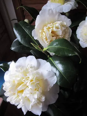 Produktbild von Camellia japonica Brushfield Yellow - japanische Kamelie Brushfield Yellow
