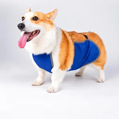 Image de INF Bande Ventrale Réglable Imperméable pour Chien Corgi - Protection Abdominale XL