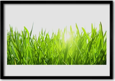 Produktbild von Bild 70x50 MDF-Rahmen Wandkunst Gras Natur Pflanze