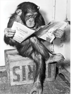 Produktbild von Ada Ingram - bedruckt "Chimp News" PM9177 (40 cm x 30 cm) (Schwarz/Weiß)