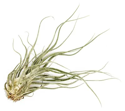 Obrázek produktu pro Gardners Tillandsia Ehleriana