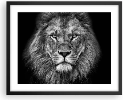 Produktbild von Gerahmtes Poster - Schwarzer Rahmen - Porträt Löwe Schwarzweiß - 50x40 cm - Wand Bild - Wanddeko - Wandbilder - Kunstposter - Wandposter - Bilderrahmen - Bilder - Kunstdruck - P2BAA50x40-4494