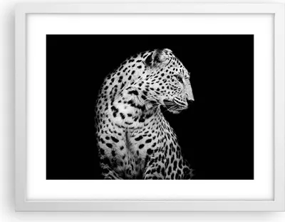 Produktbild von Gerahmtes Poster - Weißer Rahmen - Leopard Panther Katze - 40x30 cm - Wand Bild - Wanddeko - Wandbilder - Kunstposter - Wandposter - Bilderrahmen - Bilder - Kunstdruck - P2WAA40x30-4919