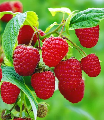 Produktbild von BALDUR Garten Himbeeren TwoTimer® Sugana®, 1 Pflanze, Rubus idaeus, 2x Ernte im Jahr, volle Erträge, Himbeerpflanze, essbare Früchte, winterhart, pflegeleicht