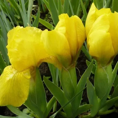 Obrázok produktu pre 6 x kosatce  - Iris pumila 'Brassie'  | Kvetináč 9 cm x 9 cm