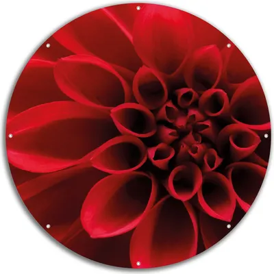 Produktbild von Wallario rundes Outdoor-Poster für Garten oder Balkon, Motiv Rote Dahlienblüte in Nahaufnahme, 60 cm Durchmesser
