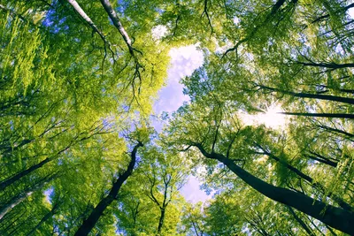 Produktbild von Fototapete - Trees 375x250cm - Vliestapete