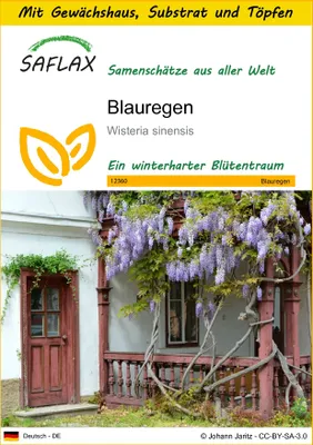 Produktbild von SAFLAX Anzucht Set - Blauregen - Wisteria sinensis - 4 Samen - Mit Mini-Gewächshaus, Anzuchtsubstrat und 2 Töpfen