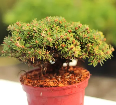 Immagine prodotto di Abete coreano nano Abies koreana Crystal ball 15-20 cm sempreverde