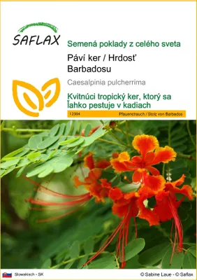 Produktbild von SAFLAX - Páví ker / Hrdosť Barbadosu - Caesalpinia pulcherrima - 10 Semená