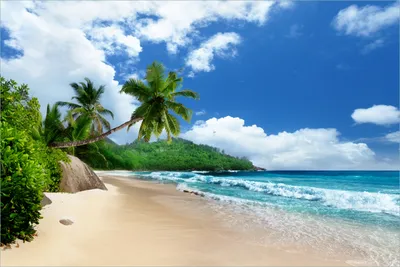 Produktbild von Wallario Premium Vliestapete Fototapete Urlaub auf den Seychellen unter Palmen am Sandstrand in der Größe 400 x 267 cm, extra dick, wird in 5 Teilen geliefert