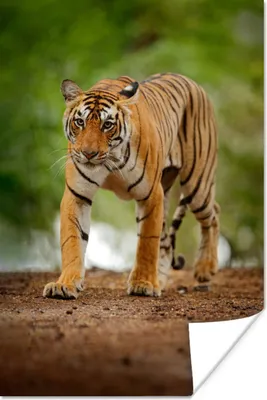 Produktbild von MuchoWow® Poster Streifender Tiger 20x30 cm - Papierdruck
