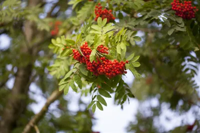 Produktbild von Sorbus aucuparia 'Edulis', Eberesche, essbare Früchte, 100–125 cm