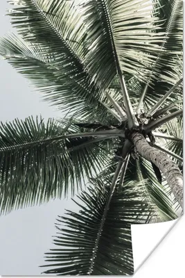 Produktbild von MuchoWow® Poster Palme - Tropisch - Sommer 120x180 cm - Kunstposter