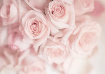 Produktbild von Vlies Fototapete Blumen Rosen 400x280 cmTapeten Wandtapete XXL Flur Natur Botanik rosa b-B-10027-a-a