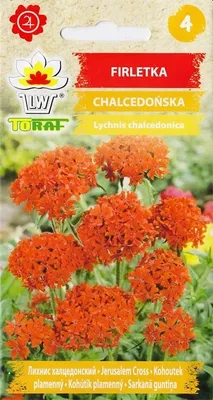 Zdjęcie produktu dla Firletka CHALCEDOŃSKA czerwona NAsiona kwiatów 498 Toraf