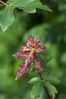 Produktbild von Acer campestre, Feldahorn, 60–100 cm