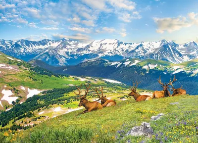 Produktbild von Eurographics Puzzle Bergelche - 1000 Teile Kartonpuzzle Tiere