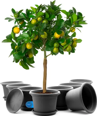 A potted citrus tree with fruits and several empty pots arranged in front of it, all on a white background.