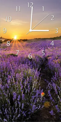 Produktbild von Wallario Design Wanduhr bedruckt, Größe 30 x 60 cm, Motiv: Sonnenuntergang über dem Lavendel
