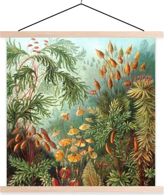 Produktbild von MuchoWow® Textilposter Muscinae - Ernst Haeckel - Pflanzen 60x60 cm mit holzfarbenen Rahmen - Wanddekoration