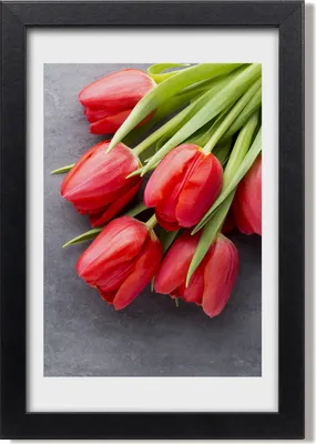Produktbild von Bild 20x30 MDF-Rahmen, Wandkunst Rote Tulpen