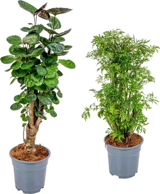 Produktbild von Bloomique - 2er-Set Polyscias - Fabian & Fruticosa - Aralie - Tierfreundlich - Zimmerpflanzen - 50-70 cm Hoch - Topf 17 cm
