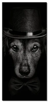 Produktbild von Wallario selbstklebende Türtapete 100 x 220 cm - Eleganter Hund mit Zylinder in schwarz-weiß - Abwischbar, rückstandsfrei zu entfernen