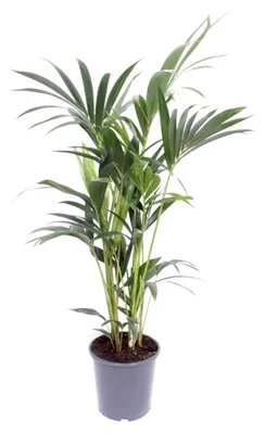 Immagine prodotto di Howea Forsteriana - 65-75cm - Ø17cm - Pianta d'appartamento - Sempreverde