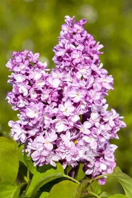 Produktbild von Syringa vulgaris 'Andenken an Ludwig Späth', Flieder, purpurrot, 60–80 cm