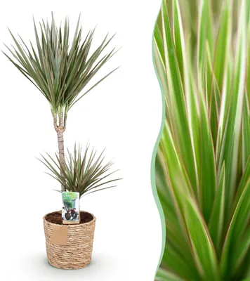 Image de Green boutiQ - Plantes d'intérieur - Dracaena Marginata Bicolor - Arbre à dragon - Peu d'entretien - avec panier - Vert - marron - 1 Plante - Pot 21cm - Hauteur 90-100cm