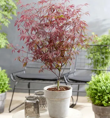 Produktbild von Fächerahorn ´ROYAL GARNET´ 50-60 cm, Cont. 3 l
