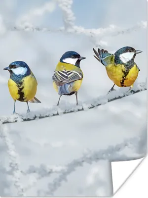 Produktbild von MuchoWow® Poster Vogel - Kohlmeise - Winter - Schnee - Zweige 120x160 cm - Wandbilder
