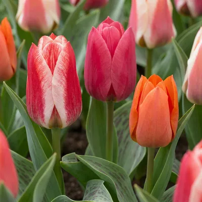 Produktbild von Green boutiQ - 120x Tulipa Greigii mix - Greigii-Tulpe - Diverses - Frühlingsblüher - Zwiebelgröße 11/12