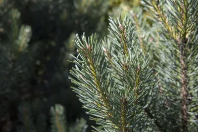 Produktbild von Pinus sylvestris 'Watereri', Waldkiefer, kompakt, 25–30 cm
