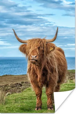 Produktbild von MuchoWow® Poster Schottischer Highlander - Wasser - Hörner 80x120 cm - Papierdruck