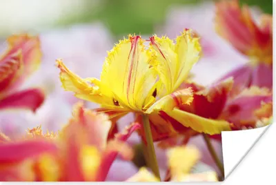 Produktbild von MuchoWow® Poster Tulpe in Nahaufnahme 30x20 cm - Plakate - Print
