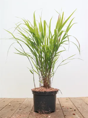Produktbild von Japanisches Berggras Greenhills, im Topf - Hakonechloa macra