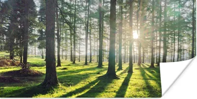 Produktbild von MuchoWow® Poster Bäume - Natur - Wald 80x40 cm - Wanddeko
