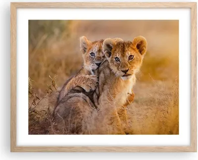 Produktbild von Gerahmtes Poster - Rahmen in heller Eiche - Löwe Natur Tier - 50x40 cm - Wand Bild - Wanddeko - Wandbilder - Kunstposter - Wandposter - Bilderrahmen - Bilder - Kunstdruck - Wandbild - P2NAA50x40-3480