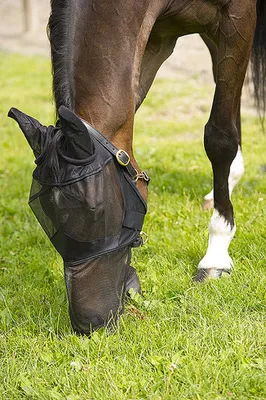 Produktbild von Equi-Theme Fliegenmaske mit Ohren und Maulteil schwarz, Größe:Warmblut