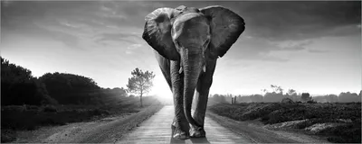 Produktbild von Wallario Poster - Elefant bei Sonnenaufgang in Afrika schwarzweiß, Kunstdruck Größe: 50 x 125 cm