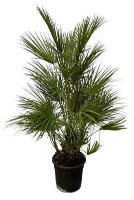 Obrázek produktu pro Chamaerops humilis, trpasličí palma, výška 130 cm